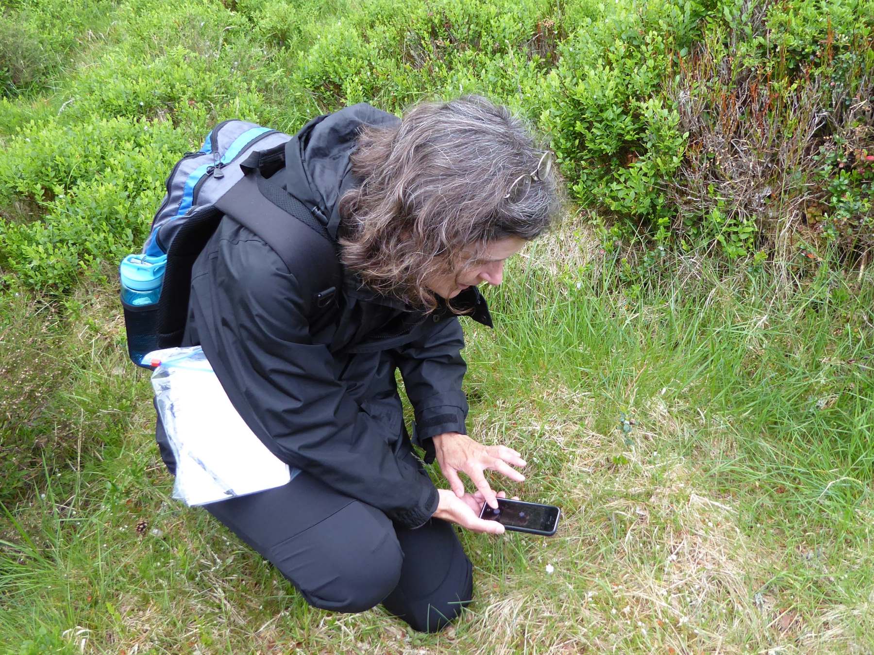 3 Mobile Apps to Identify Wildflowers on Your Phone Plantlife
