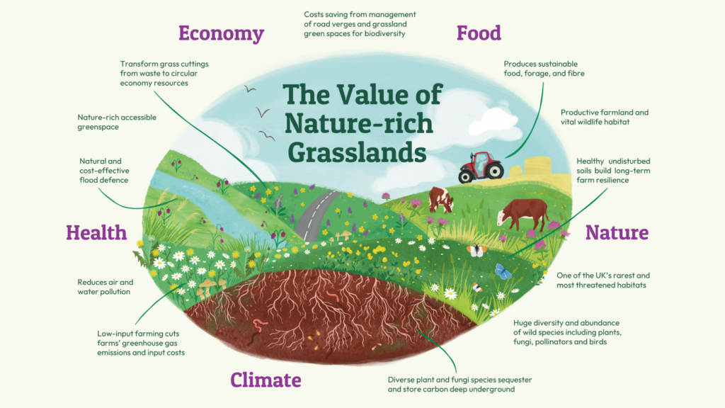 From mountain pastures to floodplain meadows, from road verges to private gardens and urban parks - grasslands are all around us. Nature-rich grasslands are sustainable solutions for nature, food, climate, economy, and health. Discover the wealth of benefits provided by these biodiverse habitats and why we need to take action to make the most of our grasslands.
