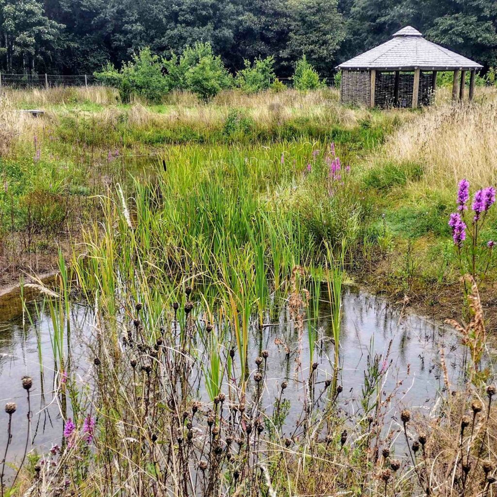 A building with trees in the background, with a pond filled with wild plants and flowers in the foreground