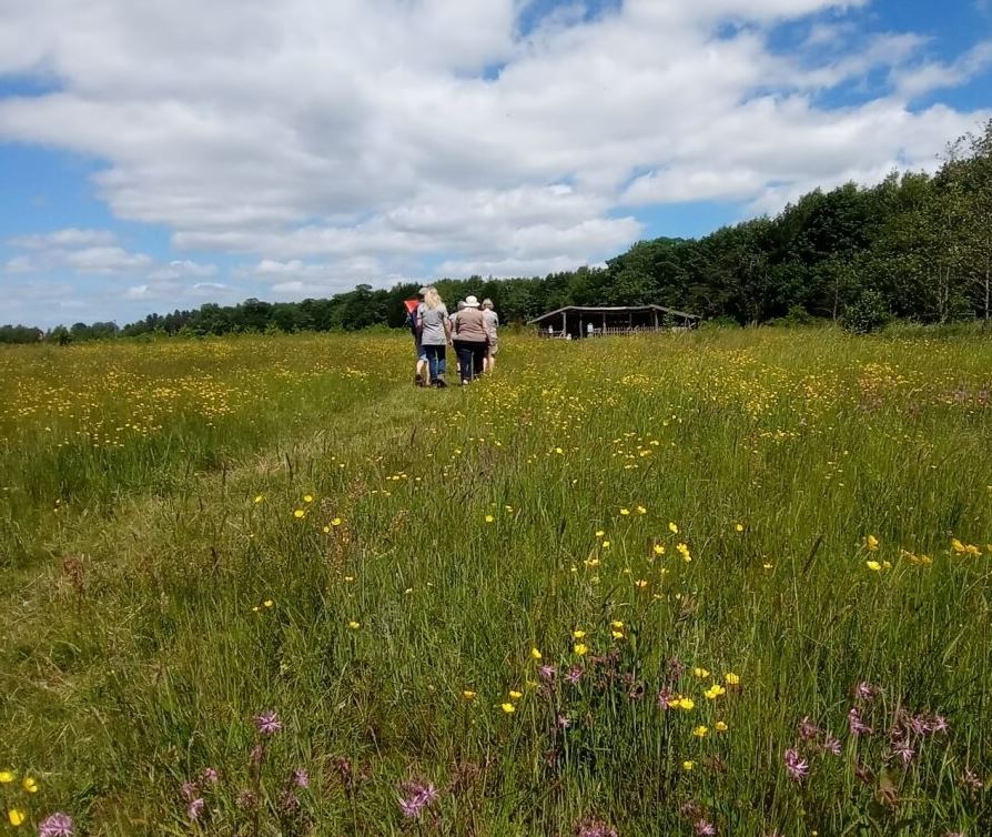 a flower meadow with people walking