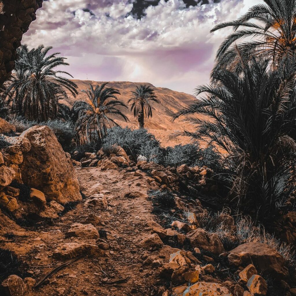 Palm trees in desert landscape