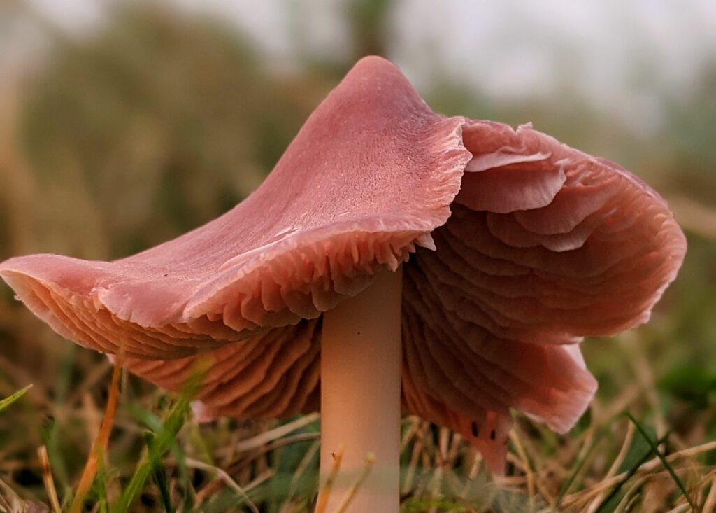 A pink mushroom