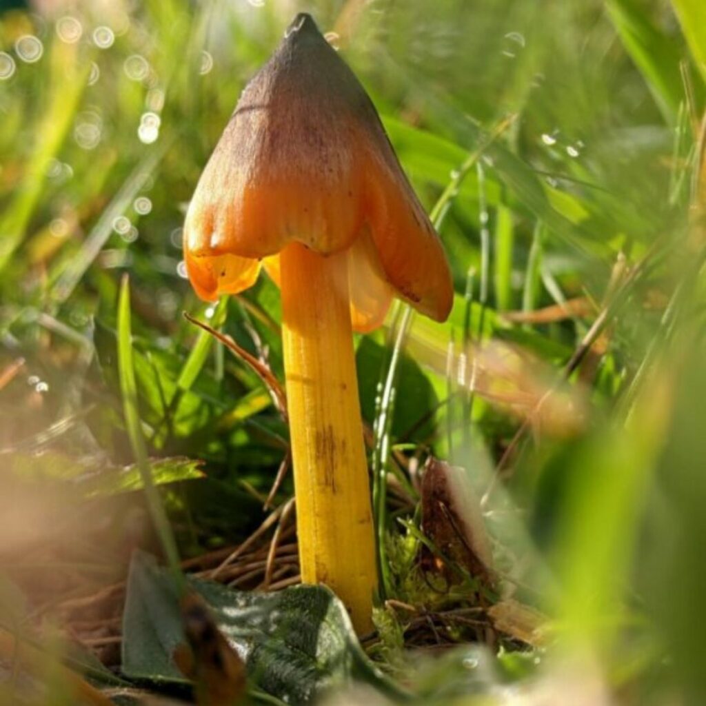 A dark pointed mushroom with long stem growing in the grass