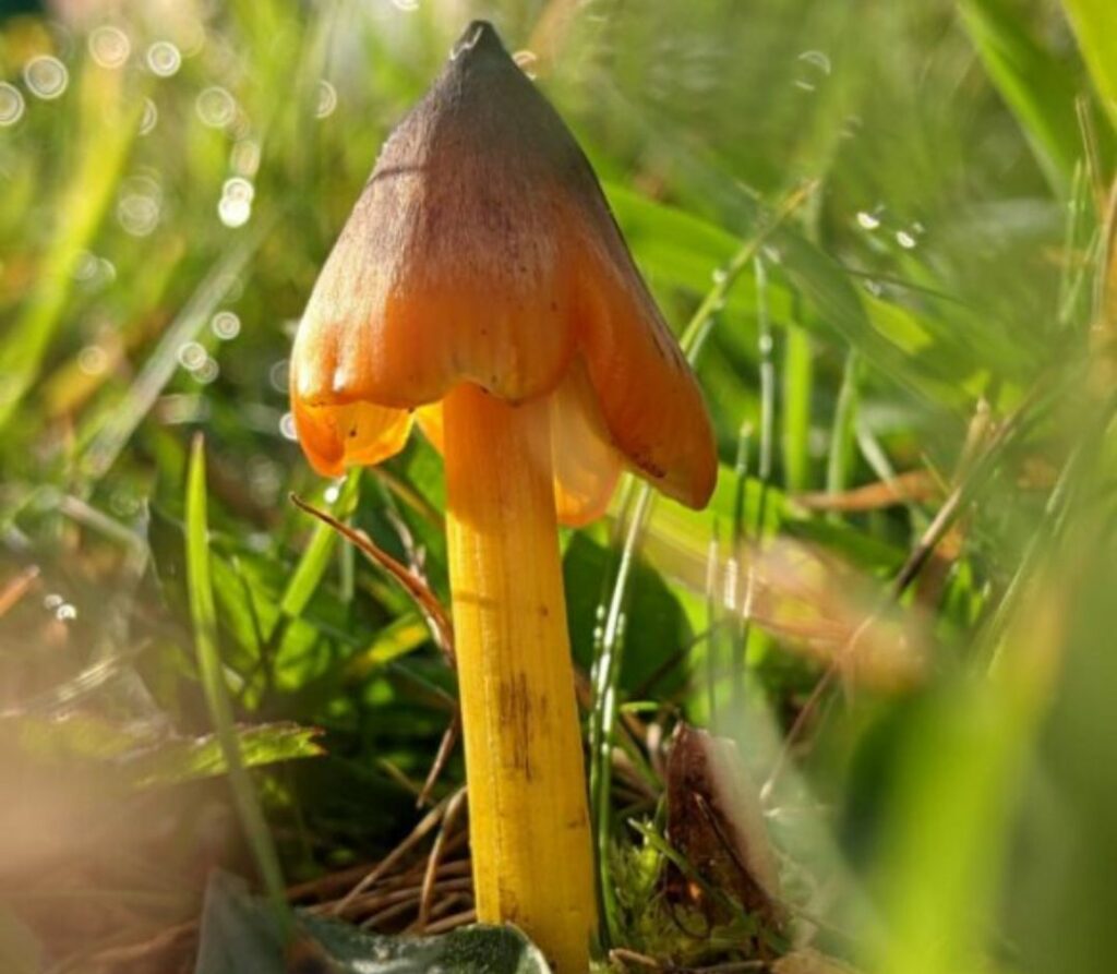 A dark pointed mushroom with long stem growing in the grass