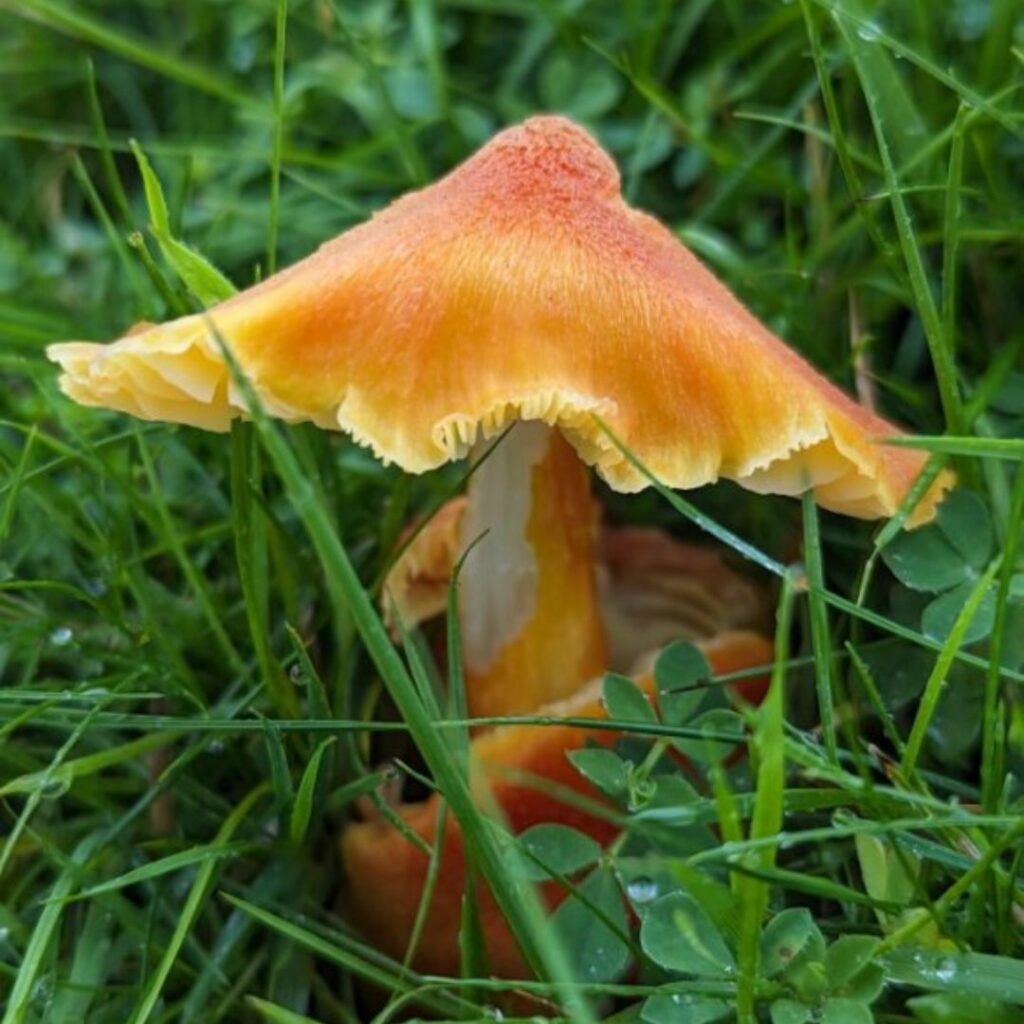 Orange waxcap with pointed cap in grass
