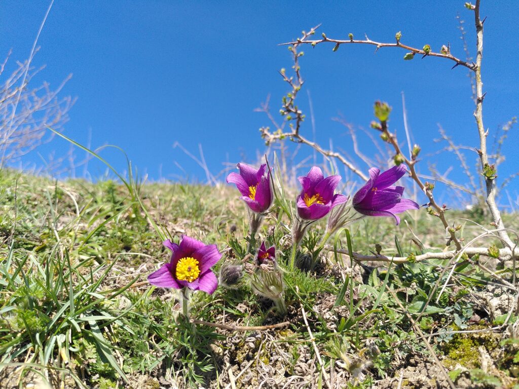 Pasqueflower