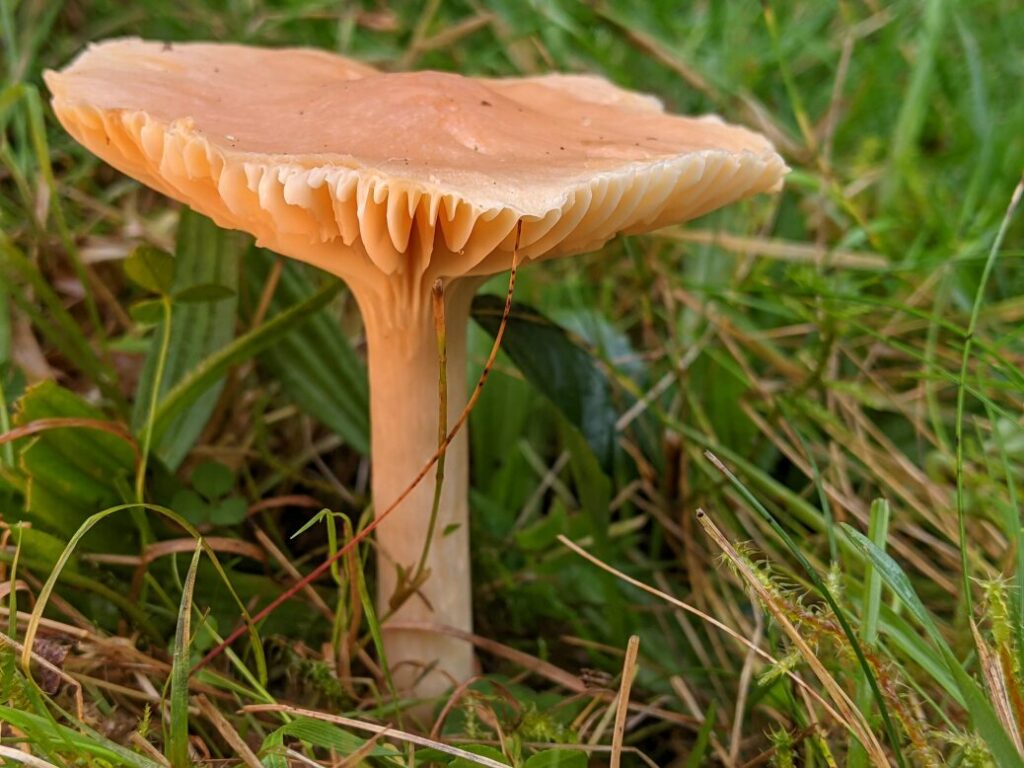 Peachy/brown mushroom with flat top