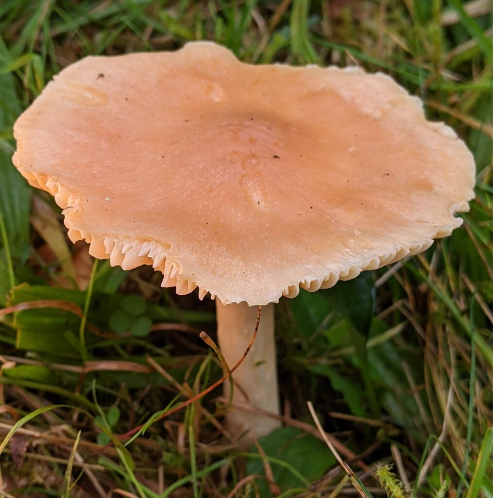 Apricot mushroom with flat top