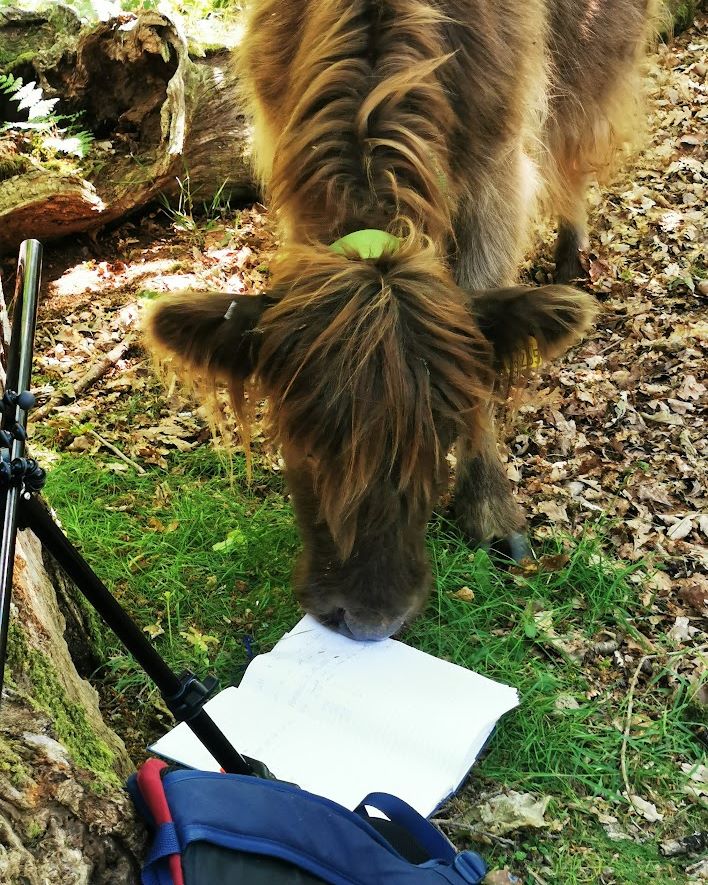 A cow looking at a notebook