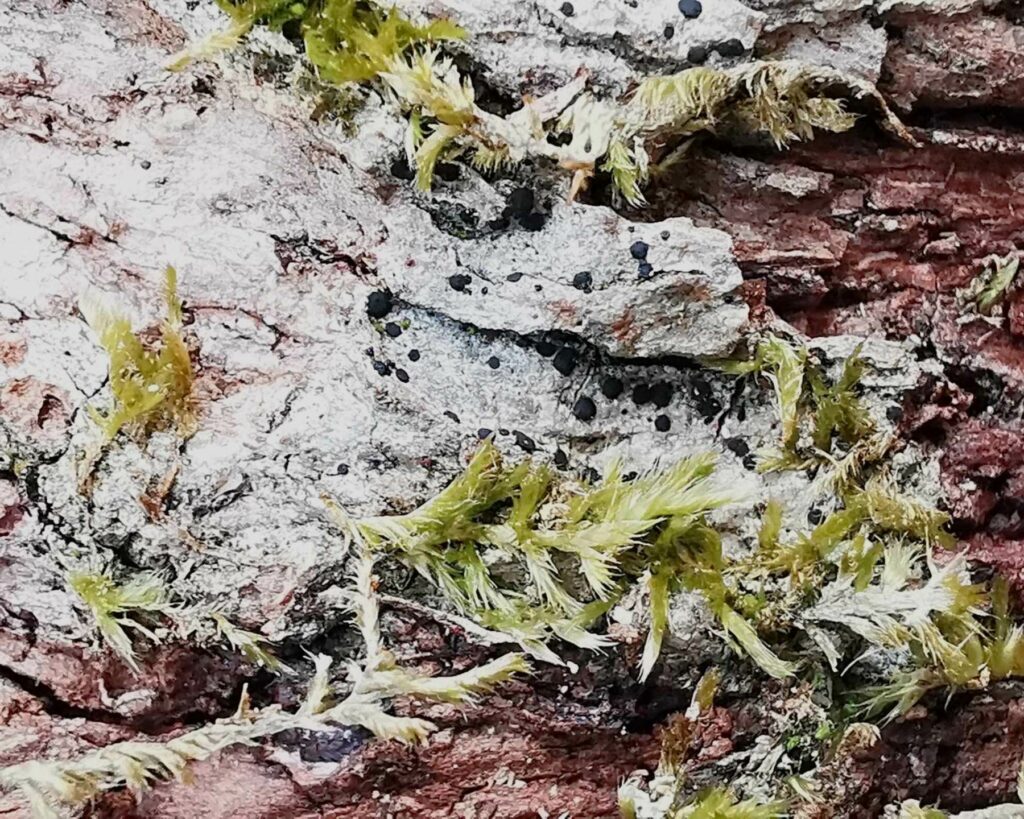Lichen on bark