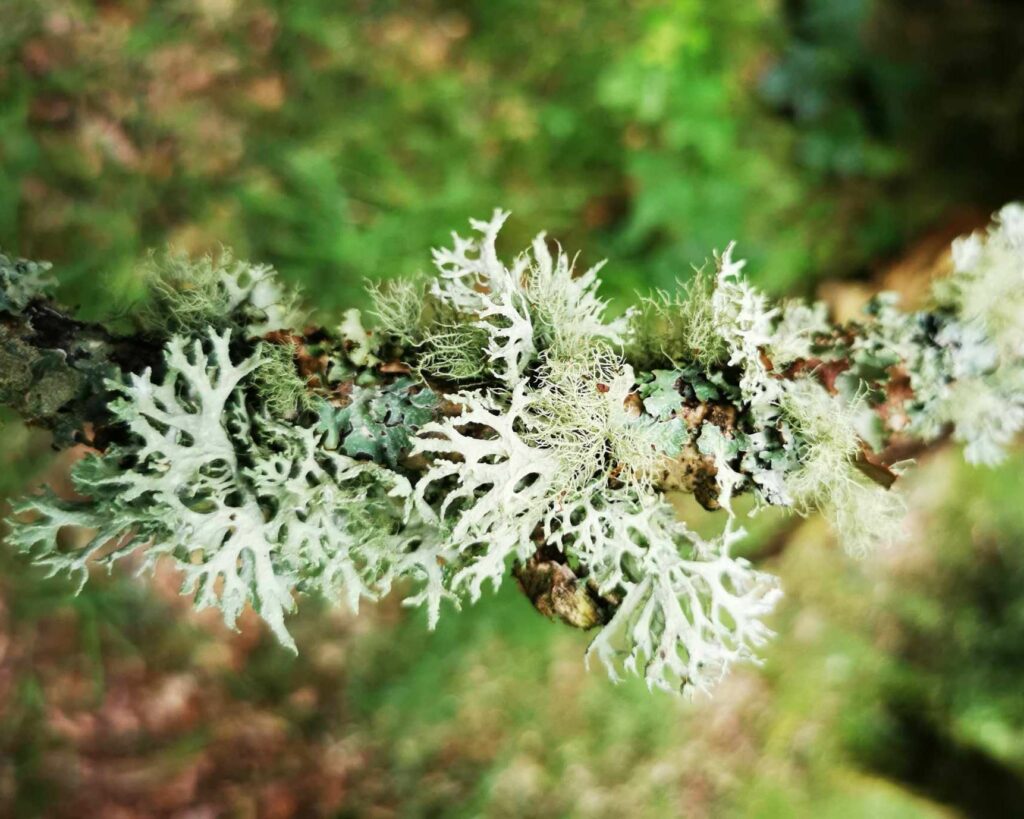 A stick covered in lichen