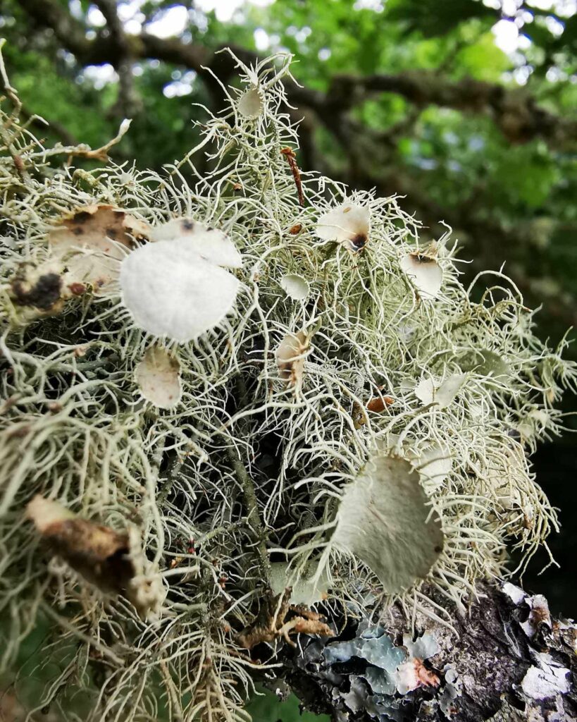 Lichen on a tree