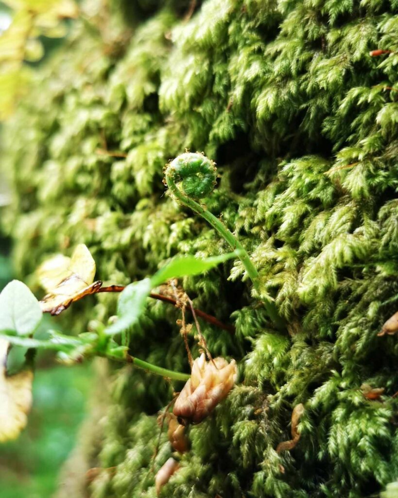 A tiny curled fern growing through moss