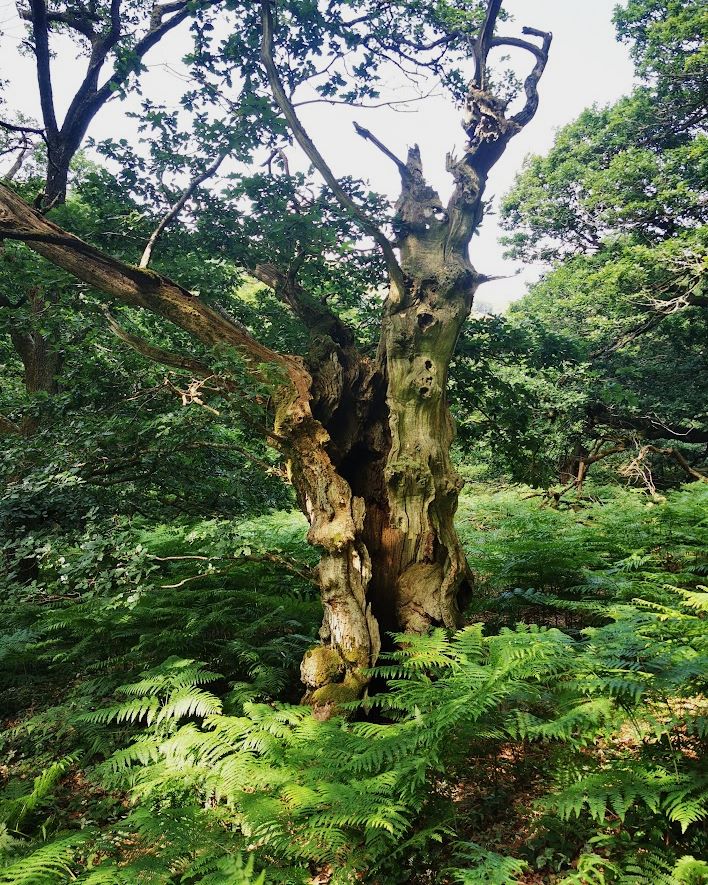 An old oak tree in a woodlands