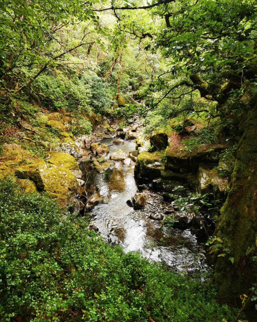 A river running through a woodland