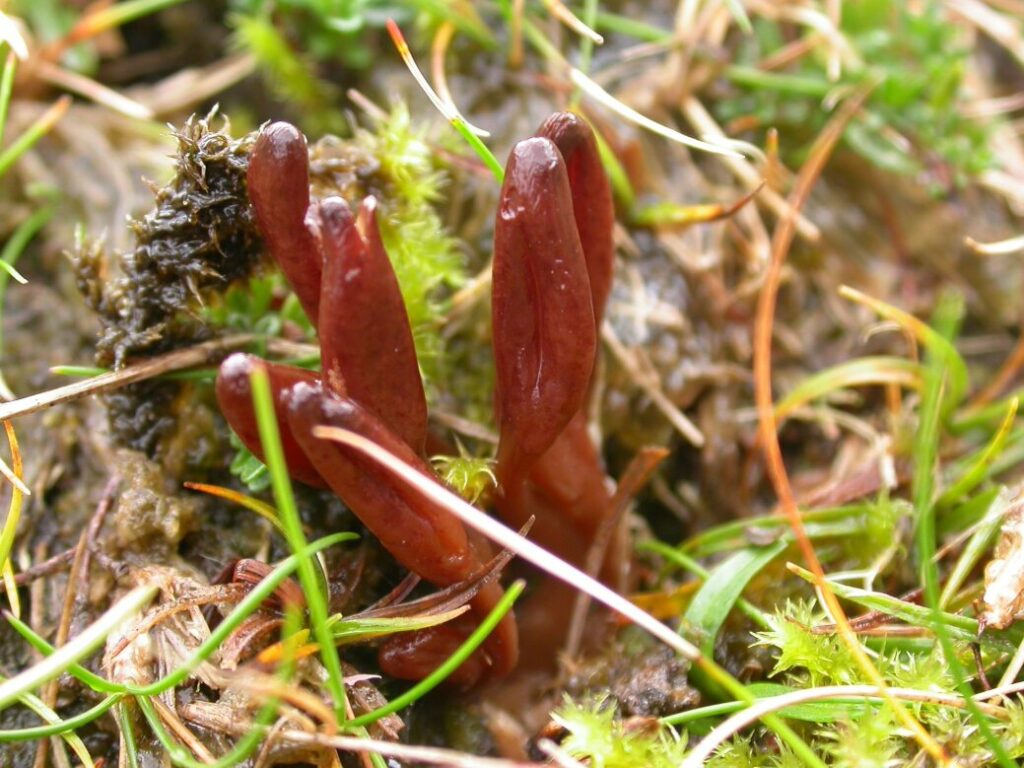 Reddish tongue like fungus emerging from grassland