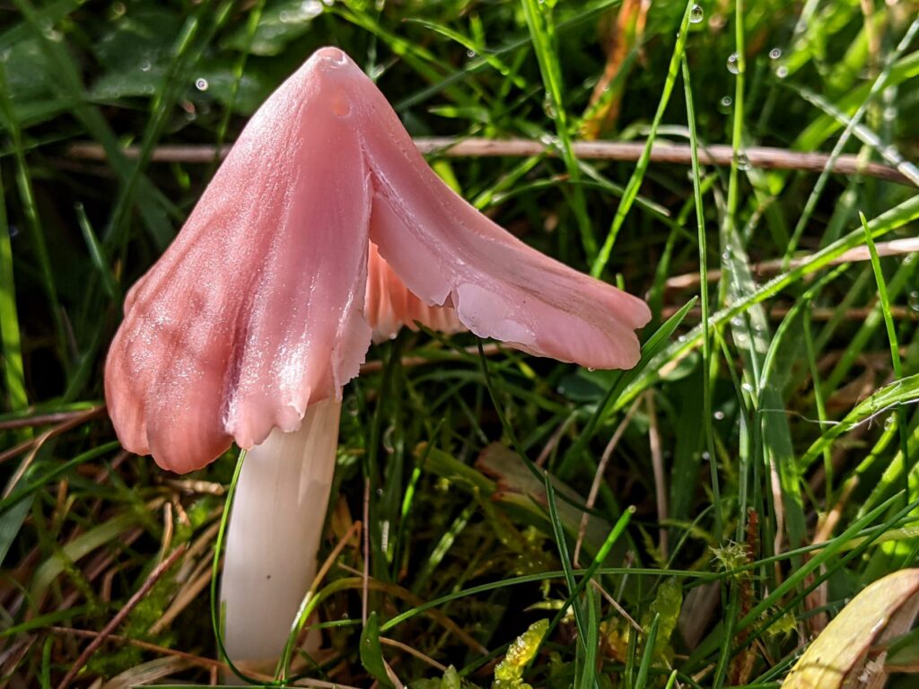 A pink mushroom growing in grass