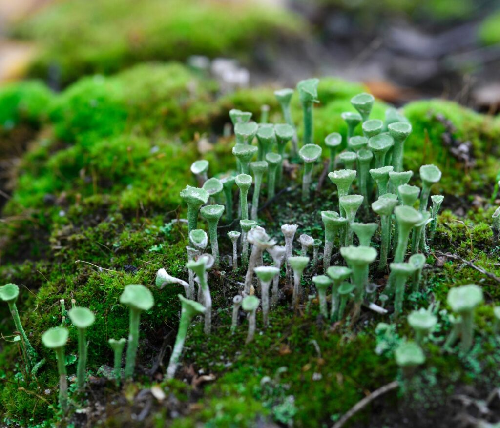 tiny green cup like lichens