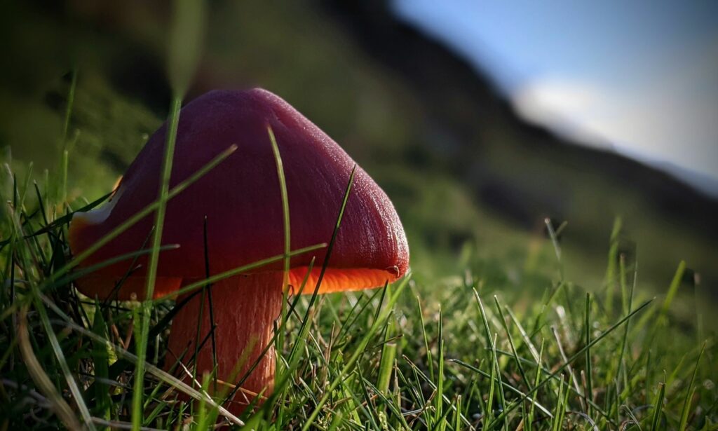 A red fungi growing on a grassy hill