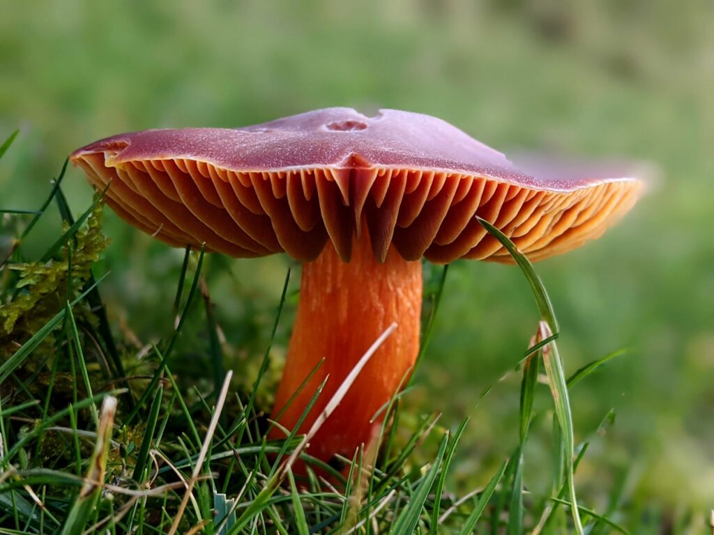 A red fungi growing in grass