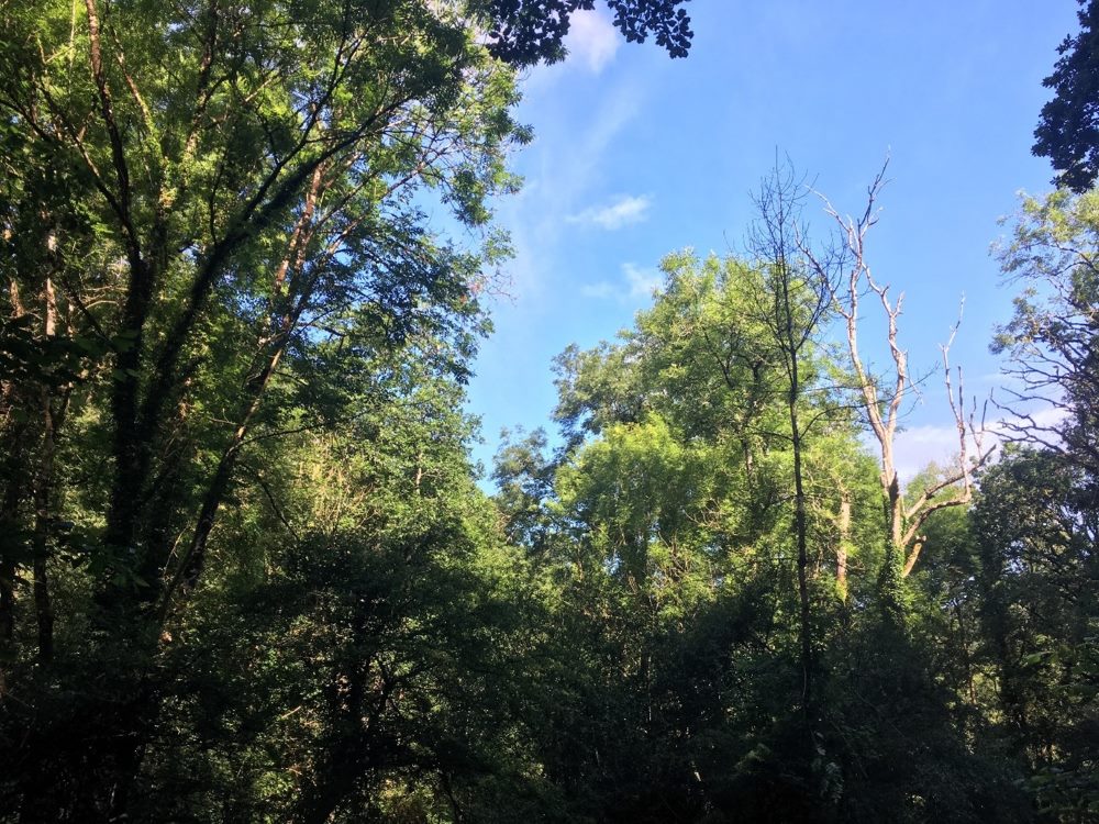 Ash at Horner Combe, Somerset, with varying stages of ash dieback, including a dead tree to the right