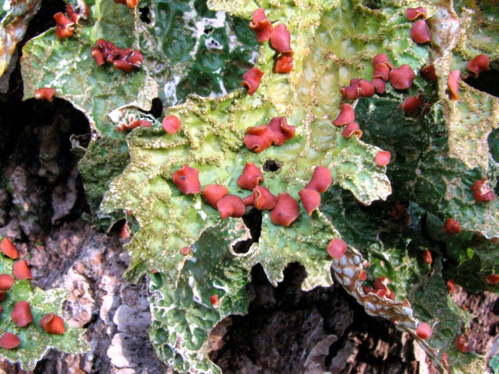 The tree lungwort Lobaria pulmonaria growing on an ash tree in north Wales