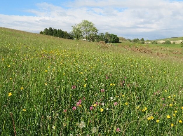 meadow