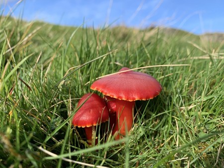 Red mushrooms in the grass