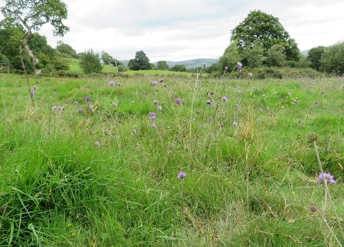 Rhôs pasture 