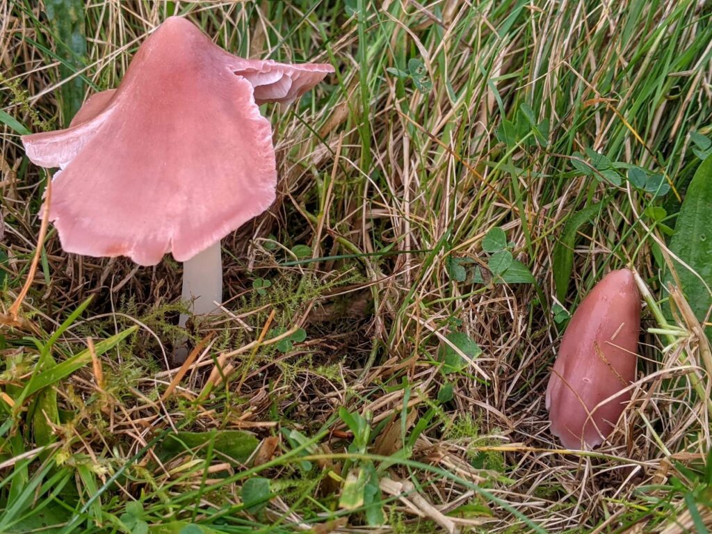 Two pink mushrooms growing in grass