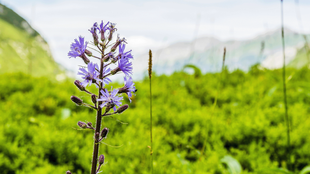 A purple Alpine Blue Sow Thistle is in the foreground and the background is bright green and out of focus