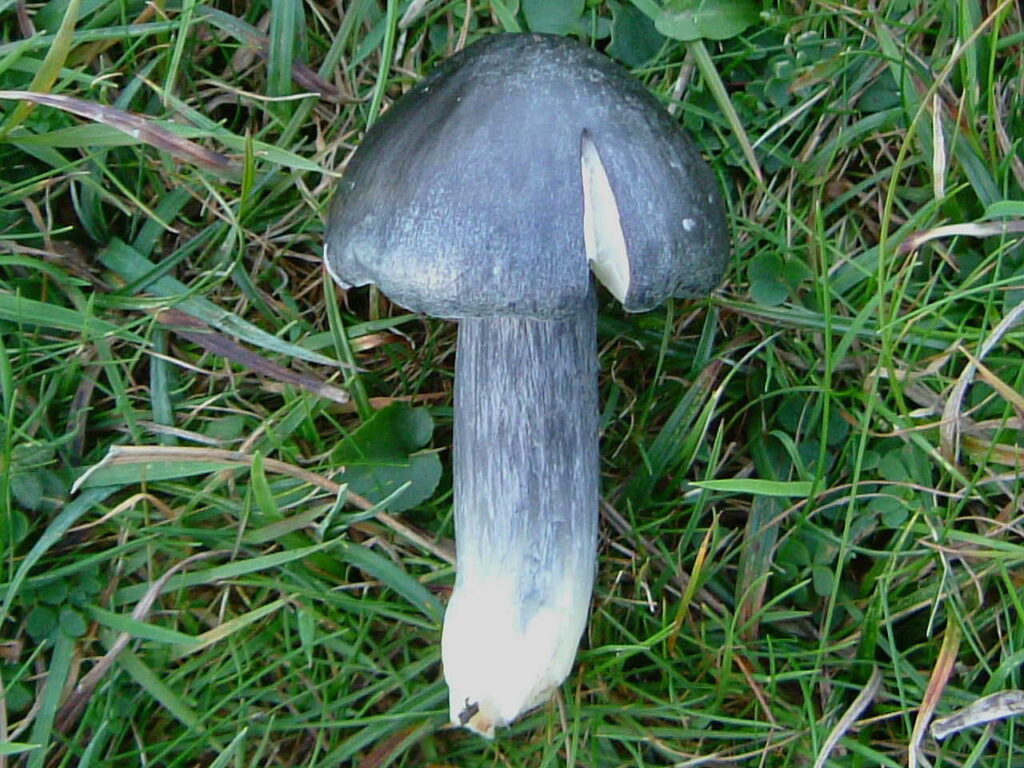 A chunky blue mushroom laid out on grass