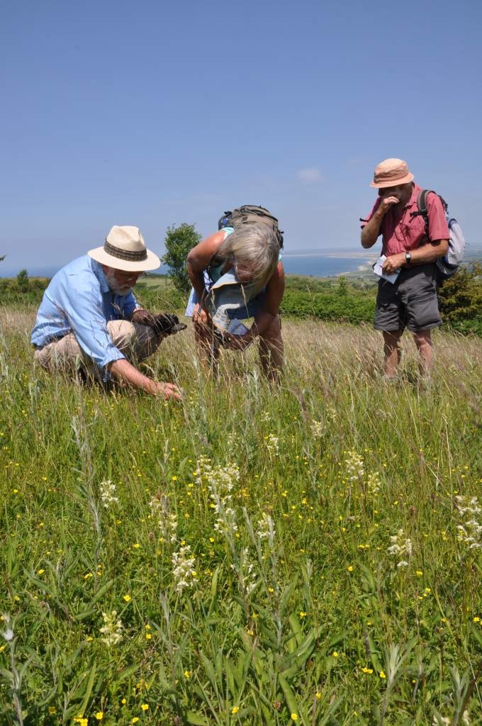 Three people with backpacks and papers crouched investigating wild plants growing from the grass they're stood in