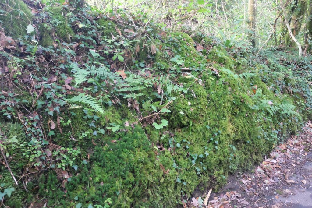 Carmarthenshire road bank 08-10-23