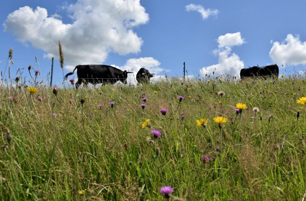 Wildflowers growing in a meadow with cattle behind