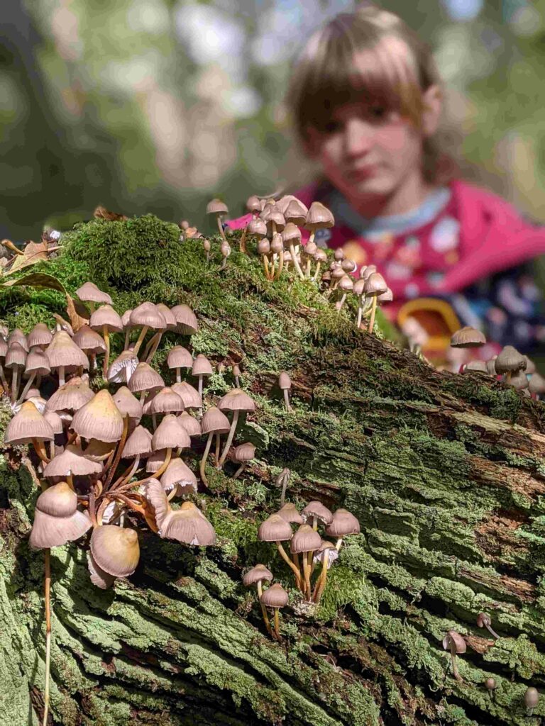 Child looking at fungi on a tree trunk