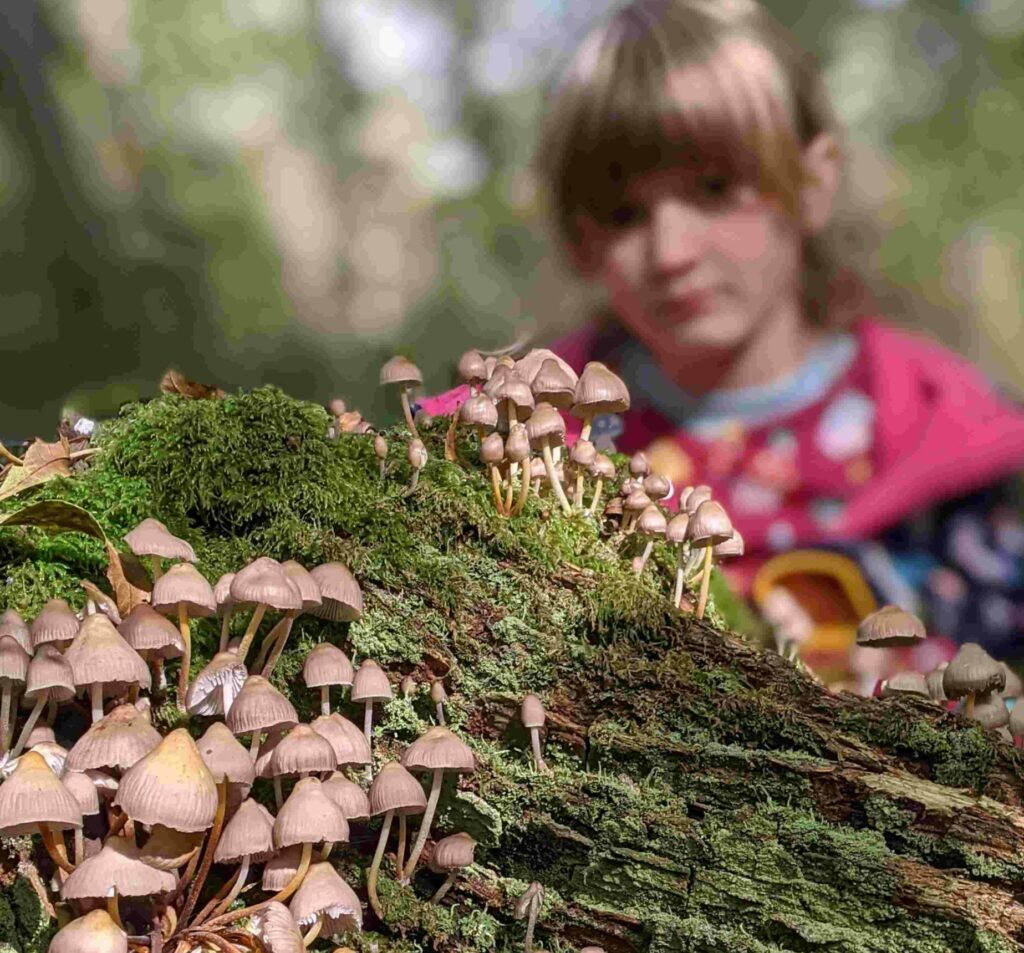 Child looking at fungi on a tree trunk