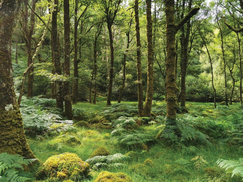 A landscape shot of a temperate rainforest with ferns, mosses, lichens covering every surface