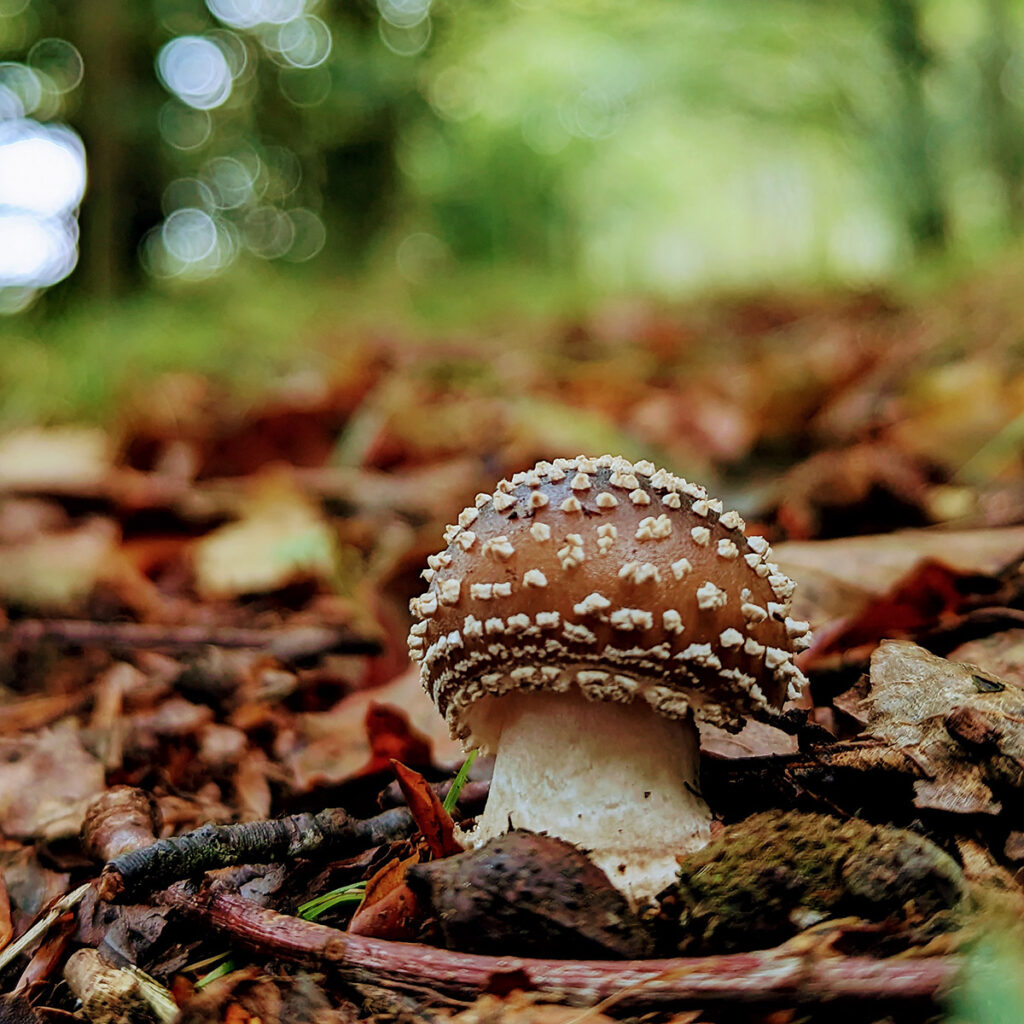 A close up of a brown mushroom with cream coloured texture growing out of a leaf littered forest floor