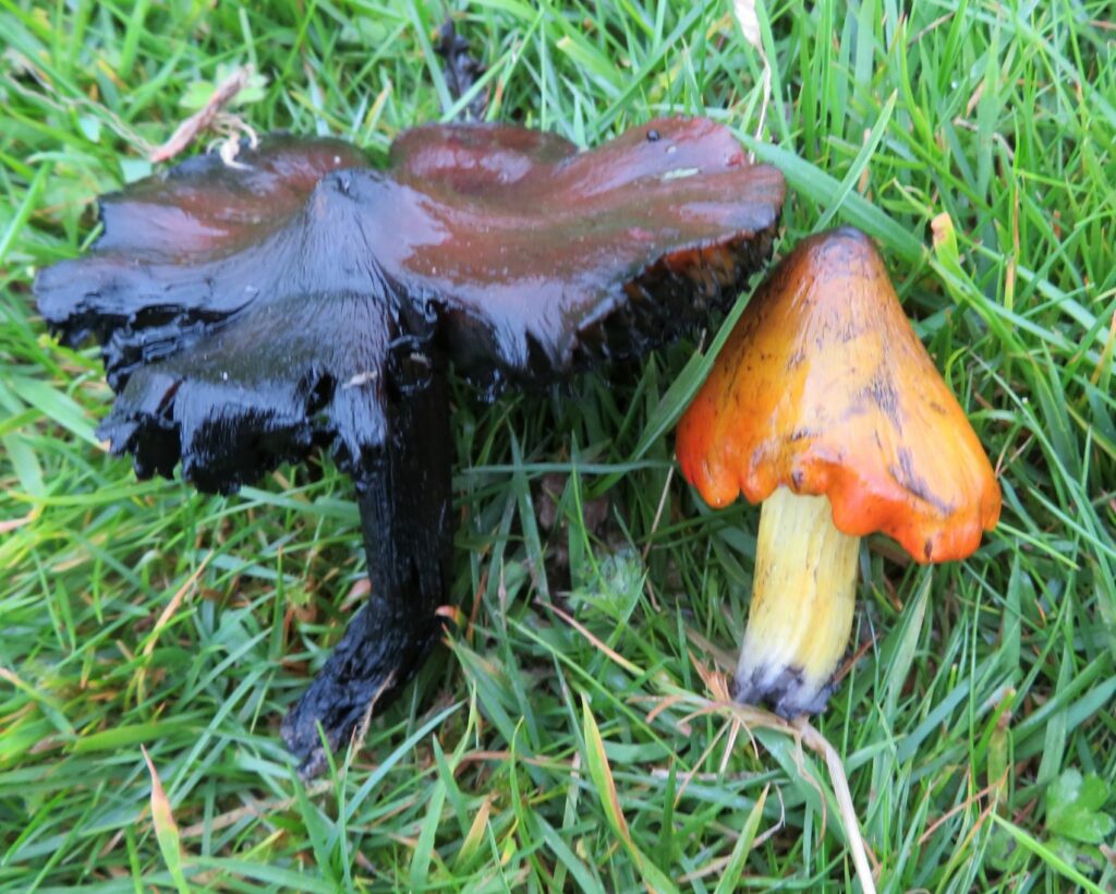 Blackening Waxcaps, Hygrocybe conica