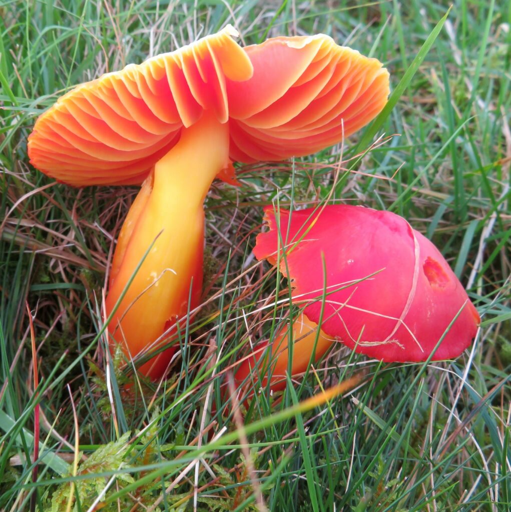 Splendid Waxcap (Hygrocybe splendidissima)