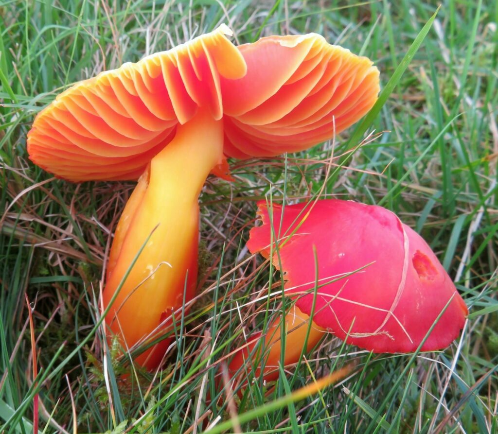 Splendid Waxcap, Hygrocybe splendidissima