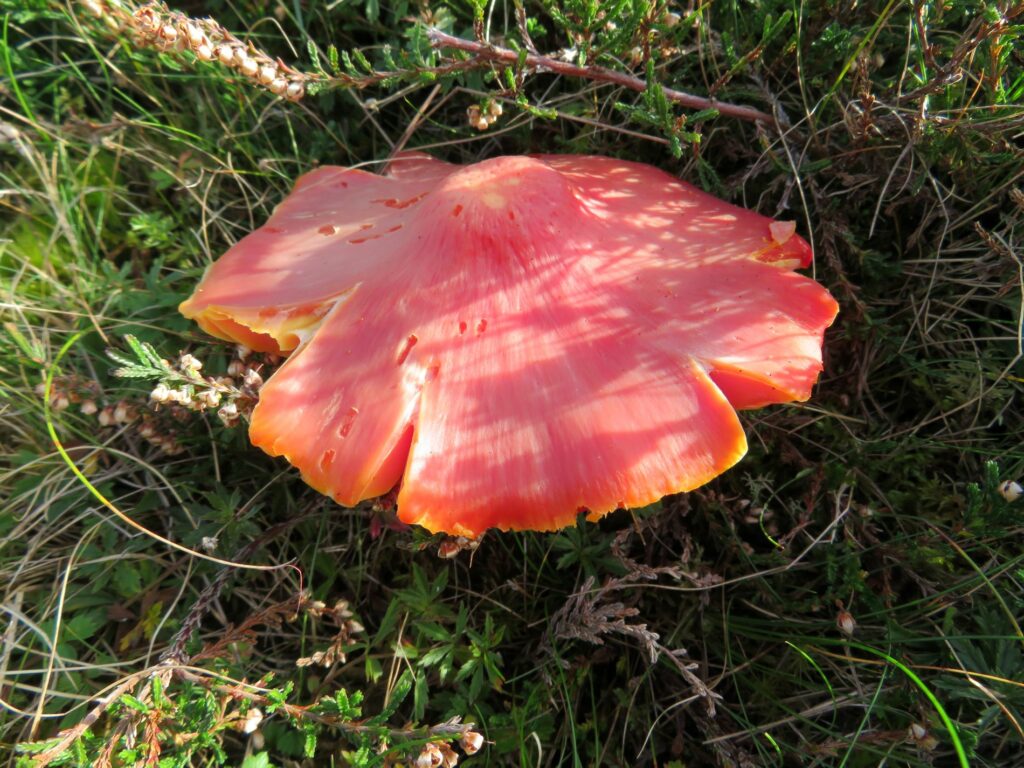 Splendid Waxcap, Hygrocybe splendidissima