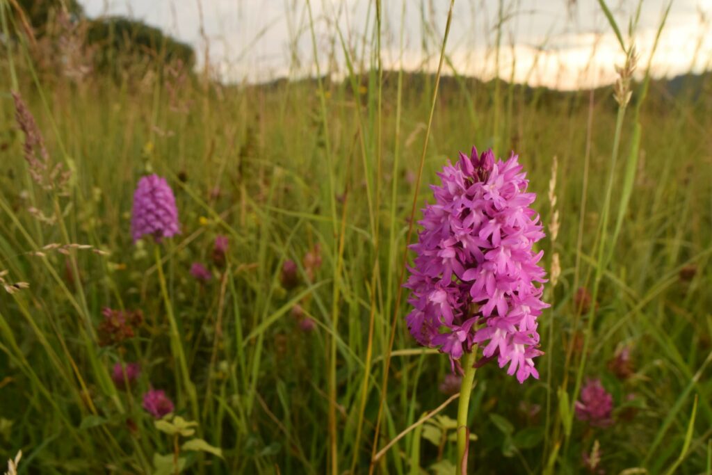 A bright pink orchid flower growing in a meadow