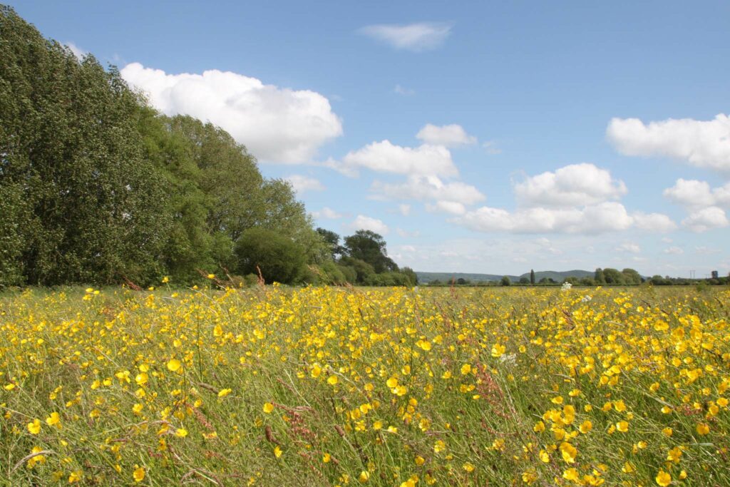 A meadow full of yellow flowers, a blue sky and lush green trees