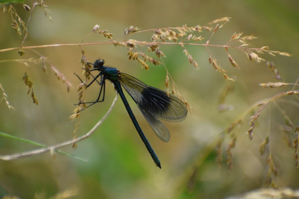 Insects at Lugg Meadows