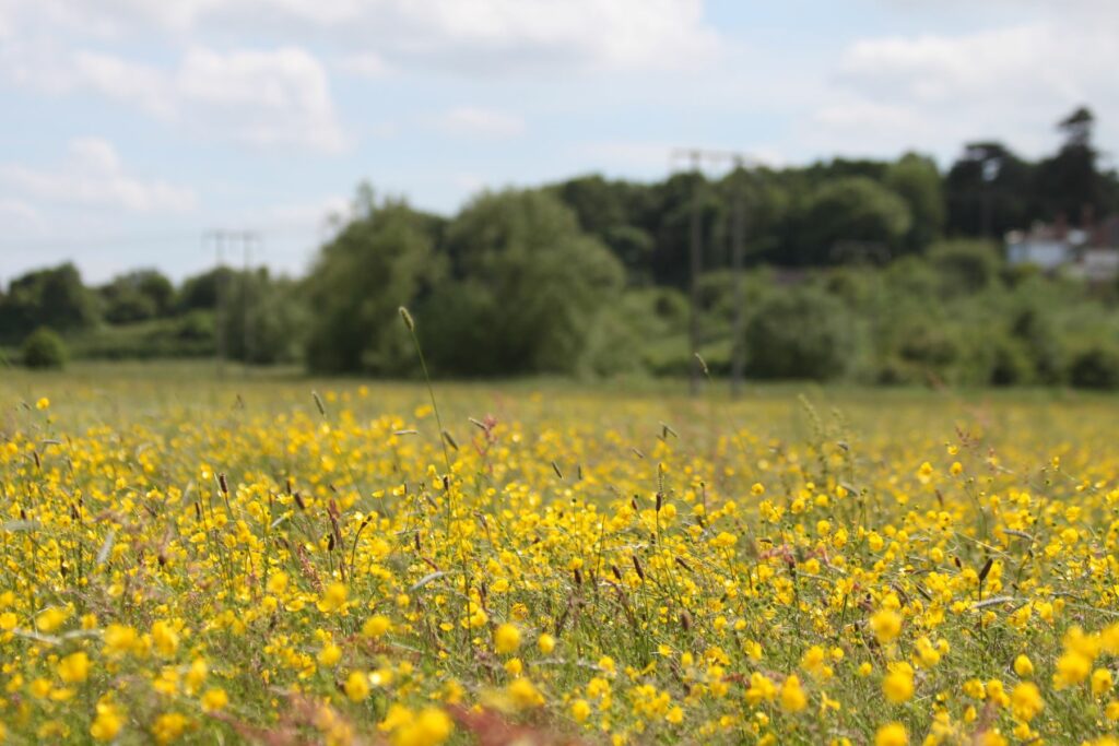A meadow full of yellow flowers, a blue sky and lush green trees
