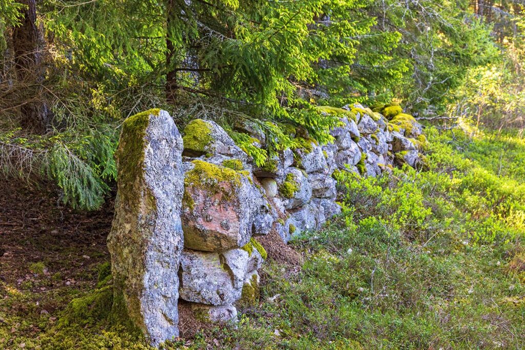 Moss and lichens cover a stone wall at a forest edge. Shrubs cover the floor and green trees stand behind the wall