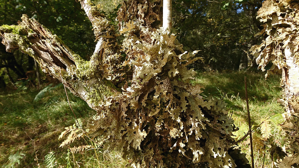 A large area of leafy lichen growing from an old dry tree trunk amongst other trees