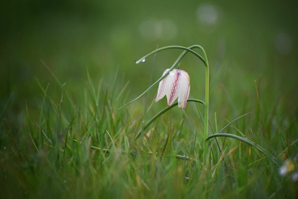 A delicate Snakes Head Fritillary flowerhead drooping over grass